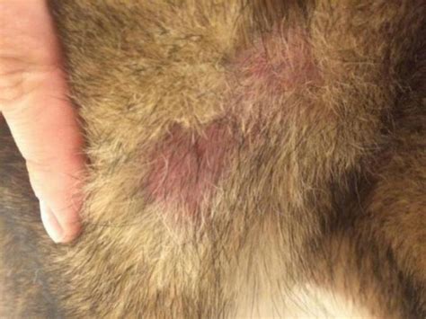 Allergies Hair Loss Around Back Leg German Shepherd Dog Forums