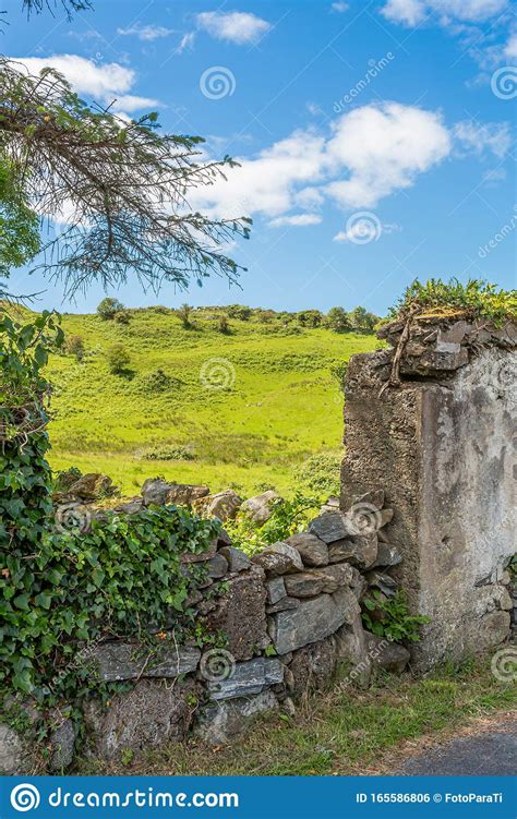 Old Stone Fence With Plants And A Creeper Between The Stones With A