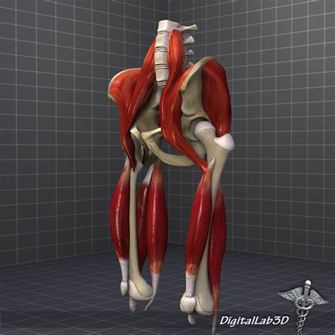 3d Human Pelvis Muscle Group