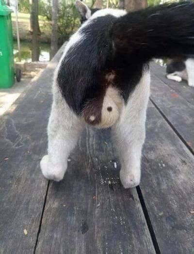 A Cat With Balanced Balls Rpics