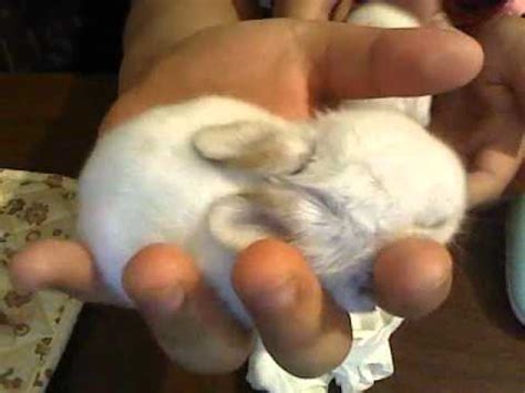 baby bunnies for sale !! - YouTube