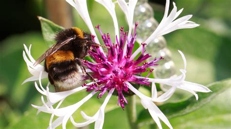 Bumble bees are known to get attracted to sweet smells. Buff-Tailed Bumblebees - Attract Bees