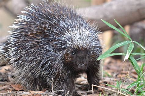 New Porcupines And Skunks Debut At National Zoo The Washington Post