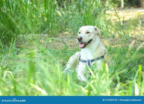 Labrador Dog Sit On Grass With Copy Space Stock Photo Image Of Green