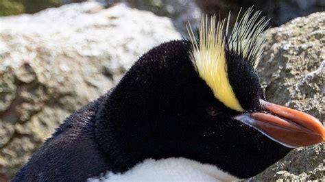 The Story Behind This Strange Behavior Of New Zealand Penguins