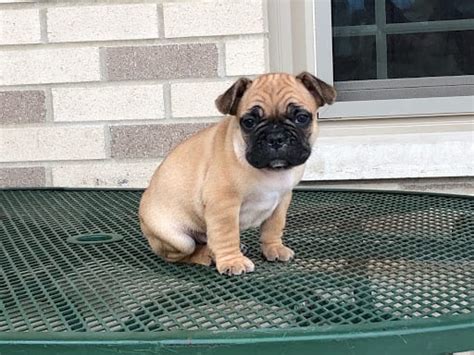 Our cute and adorable frenchies are very friendly with kids and other. French Bulldog Puppies For Sale in Indiana & Chicago ...