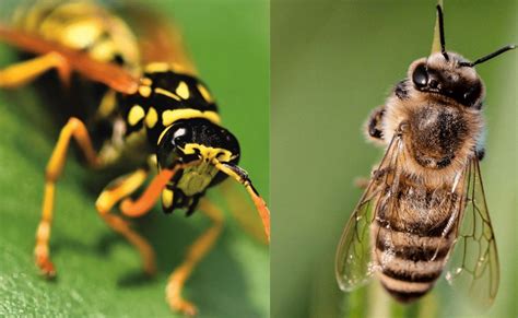Cara Membedakan Tawon Dan Lebah Dengan Cirinya ITWebin