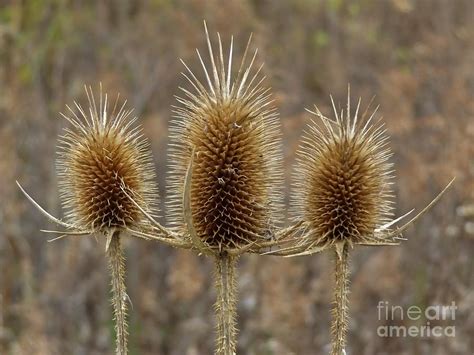 A lawn needs between 1 inches to 1.5 inches of water per week. Giant Thistle Burrs Autumn Indiana Photograph by Rory Cubel