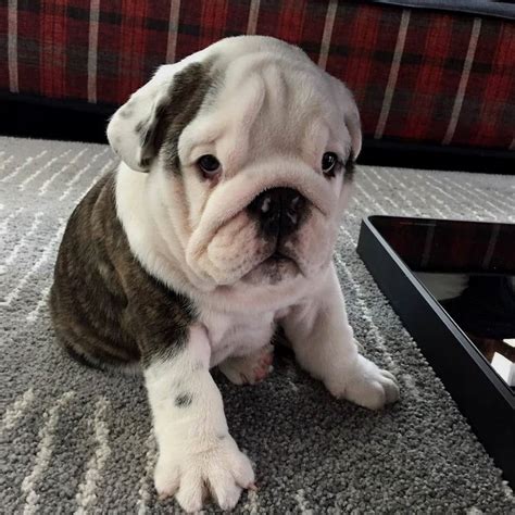 10 Of The Most Cutest English Bulldog Puppies In The World English