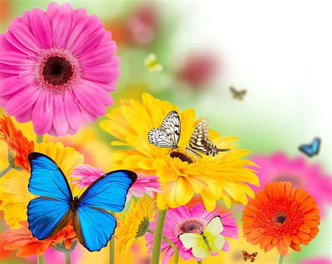 Background For Spring Spring Butterfly Hd Wallpaper Pxfuel