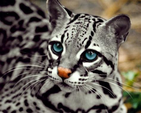 Silver Ocelot Crazy Cats Big Cats Cats And Kittens Cute Cats Kitty