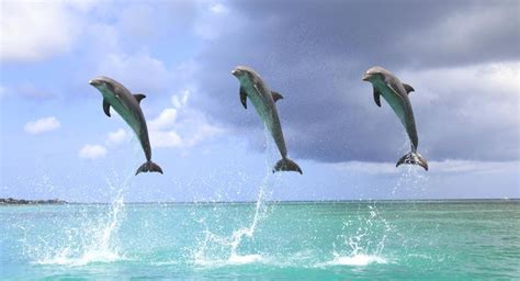 Why Do Dolphins Jump Out Of The Water