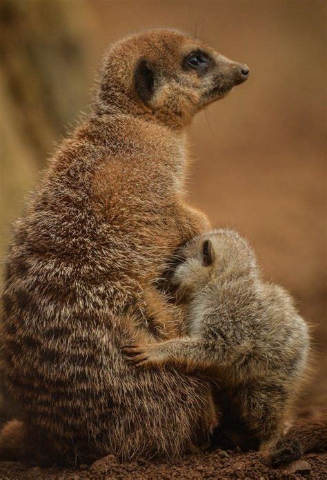 Thanks For Always Letting Me Cry It Out Mom Meerkat Cry It Out