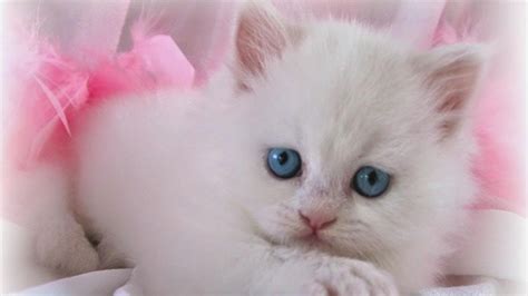 Lovable Images Cute Cat Wallpapers Free Download
