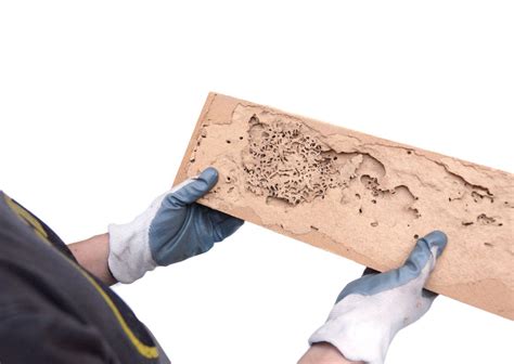 Healthy surroundings lead to less stress and are vital for everyone in the family to thrive. Blog | Absolute Pest Control, Inc.