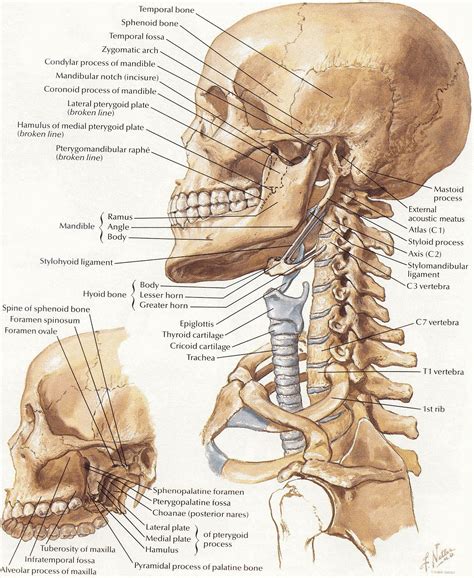 Netter Head Neck Bones Anatomy Bones Human Anatomy Picture