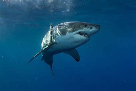 Largest Great White Shark Ever Recorded American Oceans