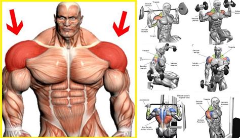 Building Muscle How To Build Up Your Shoulders Bodydulding