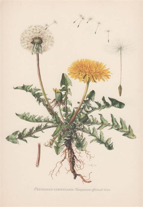 Vintage Botanical Print Dandelion Taraxacum Officinale Flora