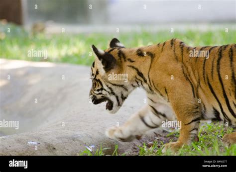 Three Months Old Sumatran Tiger Cub Playing In The Grass In Australia
