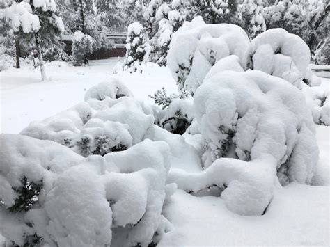Gambar Musim Dingin Hitam Dan Putih Cuaca Satu Warna Badai Salju