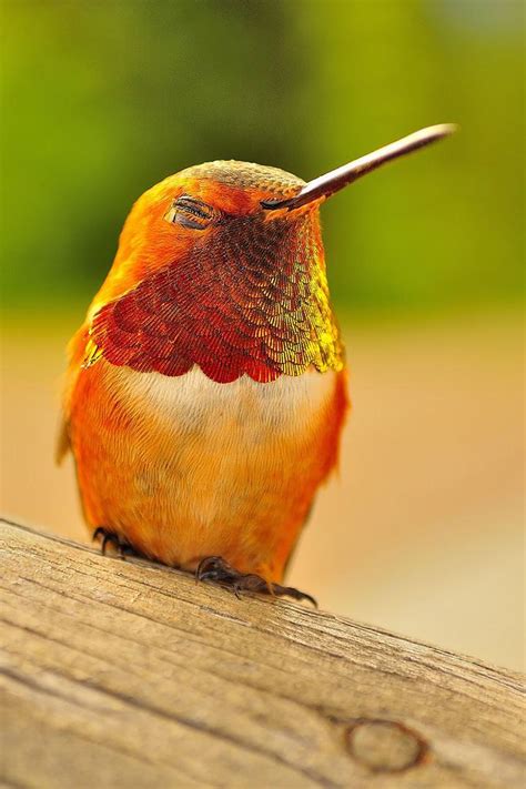 The Beautiful Hummingbird Palomar Audubon Society