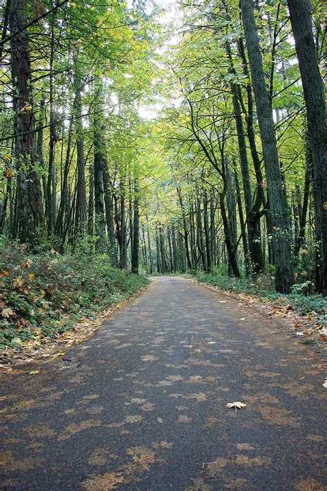 Quiet Path Photograph By Kami Mckeon Fine Art America