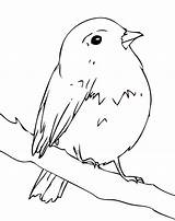 Robin Coloring Simple Bird sketch template