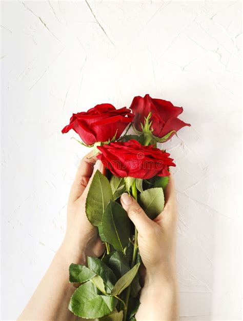 Woman Hands Hold Bouquet Of Red Rose Stock Photo Image Of Rose