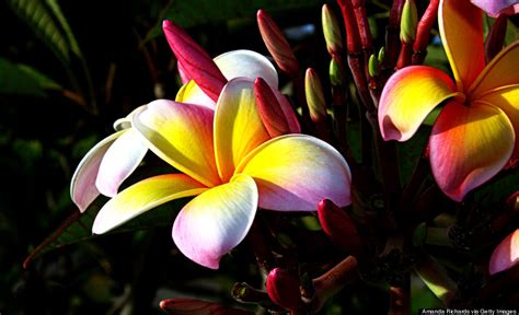 Hawaiian Tropical Flowers Reviews Hawaiian Style Tropical Centerpiece