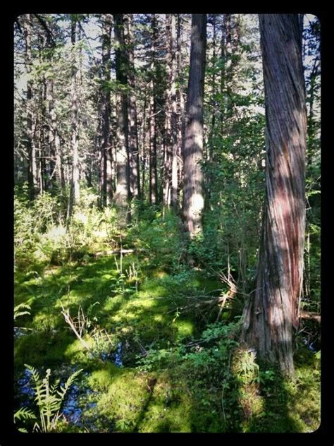 At Fifty Acres In Size The Loverens Mills Cedar Swamp Is The Second