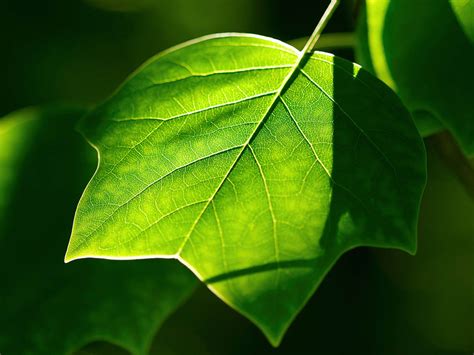 Wallpaper Green Leaf Wallpapers