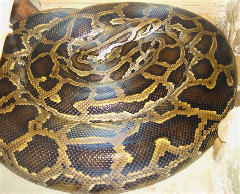 Facts About Burmese Pythons In The Florida Everglades Hubpages