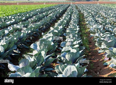 Agribusiness High Resolution Stock Photography And Images Alamy