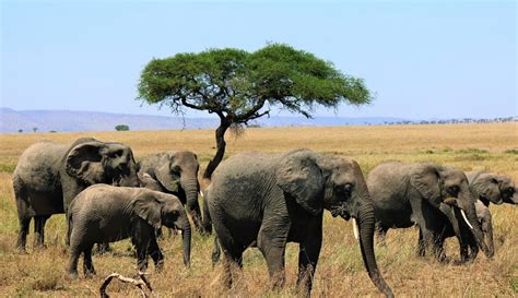 6 Days Best Of Tanzania Wildlife Safari Tanzania Safari Tours