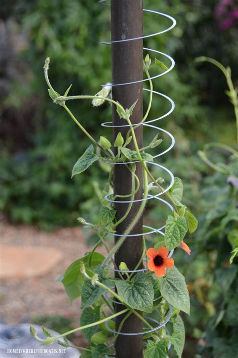 Train mandevilla vines around structures, such as obelisks, trellises, arbors, or pergolas, to maintain a more tidy appearance. Slinky Hack and Trellis for a Favorite Flowering Vine ...