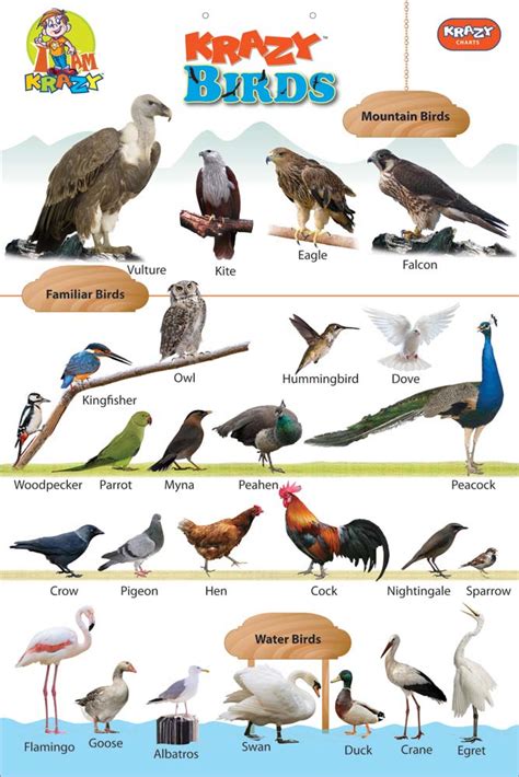Products - Krazy Birds Chart Manufacturer & Manufacturer ...