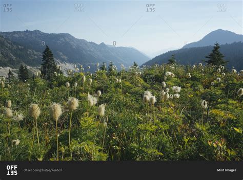 Wildflower Meadow Above Chinook Pass Near Mount Rainier National Park
