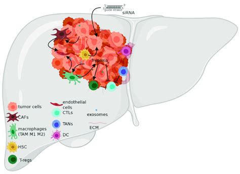 Tumor Microenvironment In Hepatocellular Carcinoma Hcc Cafs Cancer