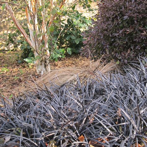 Grows in any climate · super value · weed control · insect deterrent Black mondo grass - Ophiopogon planiscapus 'Nigrescens ...