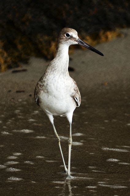 A White And Brown Bird Standing In The Water