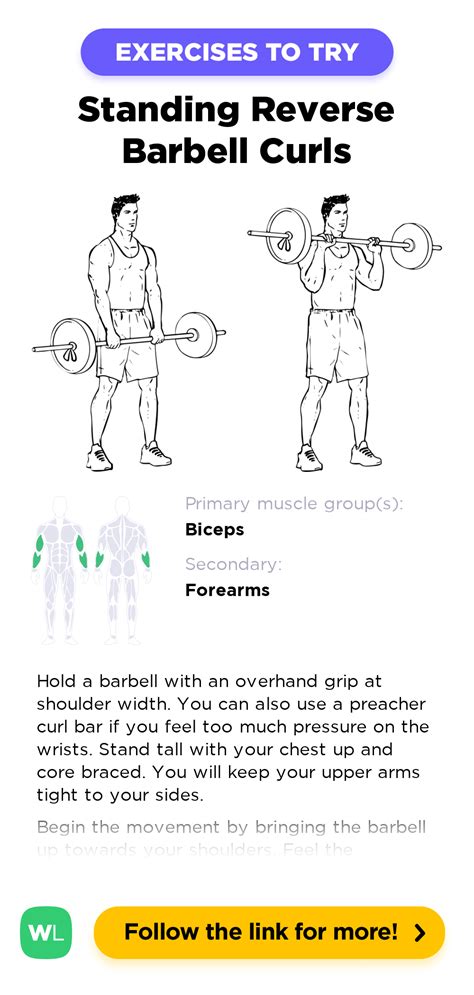 Standing Reverse Barbell Curls Workoutlabs Exercise Guide