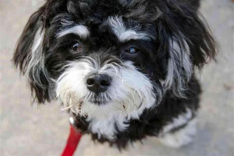 Are Havanese Dogs Aggressive 4 Reasons They May Get Mean Yolo Pooch