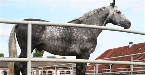 13 Dapple Grey Horse Facts That Will Blow Your Mind