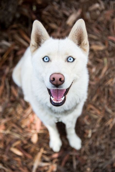 White Dog With Blue Eyes Beautiful Dogs White Siberian Husky