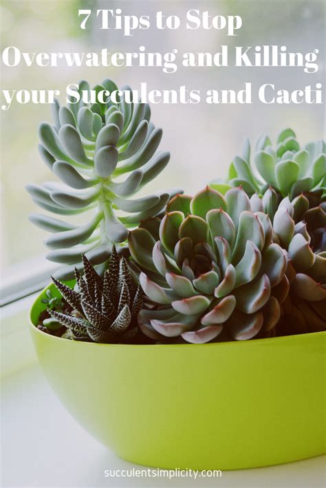 7 Tips To Stop Overwatering And Killing Your Succulents And Cacti