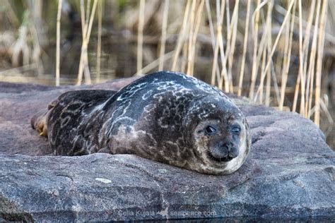 Ringed Seal Pusa Hispida Lake Saimaa Finland Seal Peace