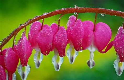 Bleeding Heart Seeds Pink Unique Heart Shaped Flowers