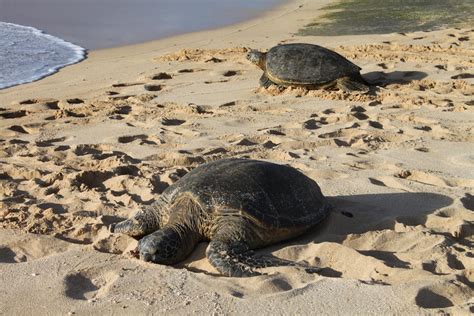 Best Time To See Laniakea Or Turtle Beach In Hawaii Rove Me