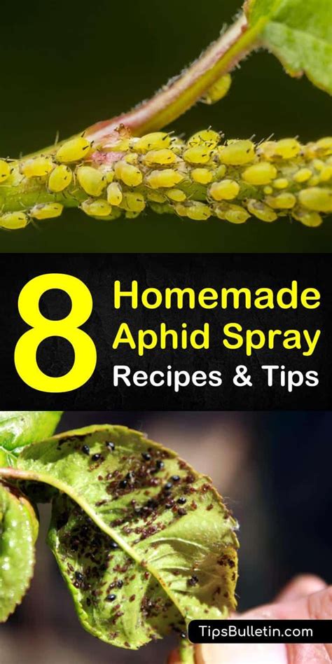 Discover Amazing Homemade Recipes And Tips For A Homemade Aphid Spray